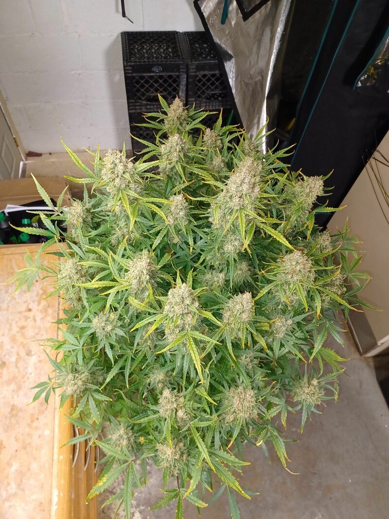 Guava Auto, Фасовка: 5, изображение 35